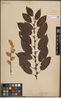 Foto von Salix caprea L.